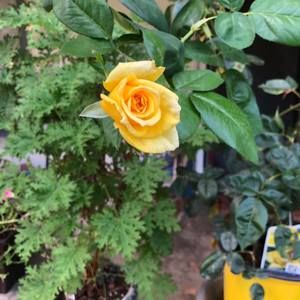 Meet your Posher, Renae